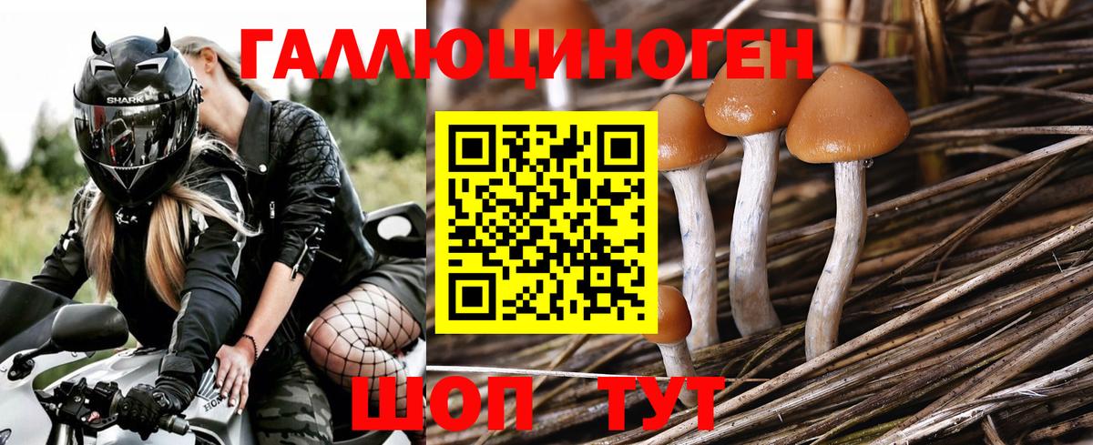 Псилоцибиновые грибы Cubensis Знаменск